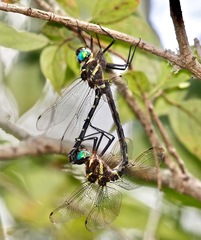 Macromia pacifica × taeniolata