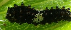 Papilio brevicauda