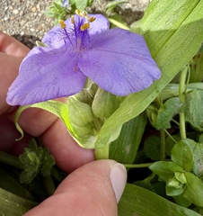 Tradescantia ernestiana, photograph (c) ashleyrsteel, some rights reserved (CC BY)