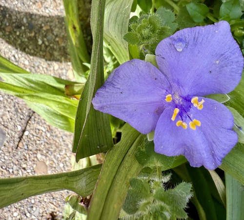 Tradescantia ernestiana, photograph 4