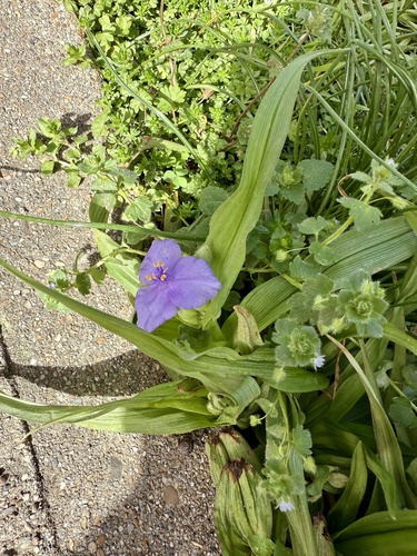 Tradescantia ernestiana, photograph 5