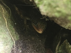 Gerrhonotus ophiurus