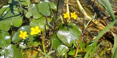 Nymphoides fallax