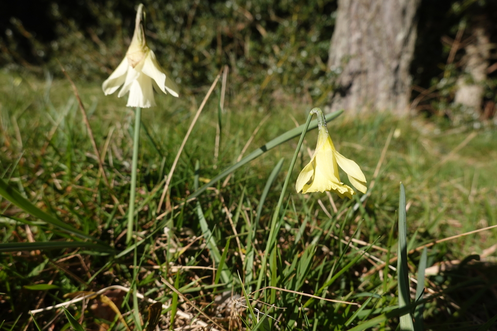 Narcissus × aloysii-villarii