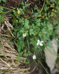 Anemonoides stolonifera