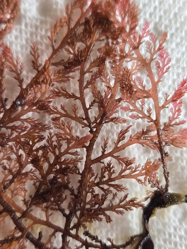 Image of Ceramothamnion coulteri by no rights reserved