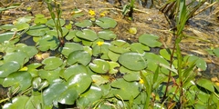 Nymphoides fallax