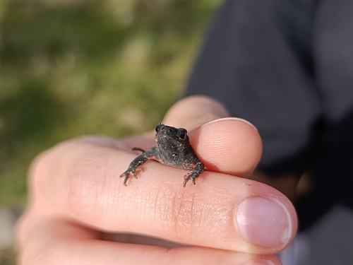 Melanophryniscus nigricans