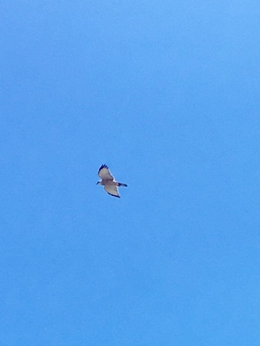 Fiji Goshawk (Tachyspiza rufitorques), photo 10