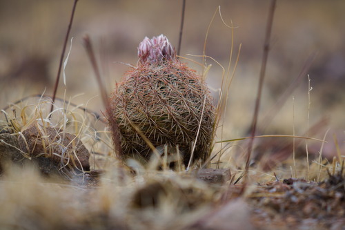 Sclerocactus intertextus
