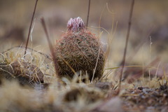 Sclerocactus intertextus