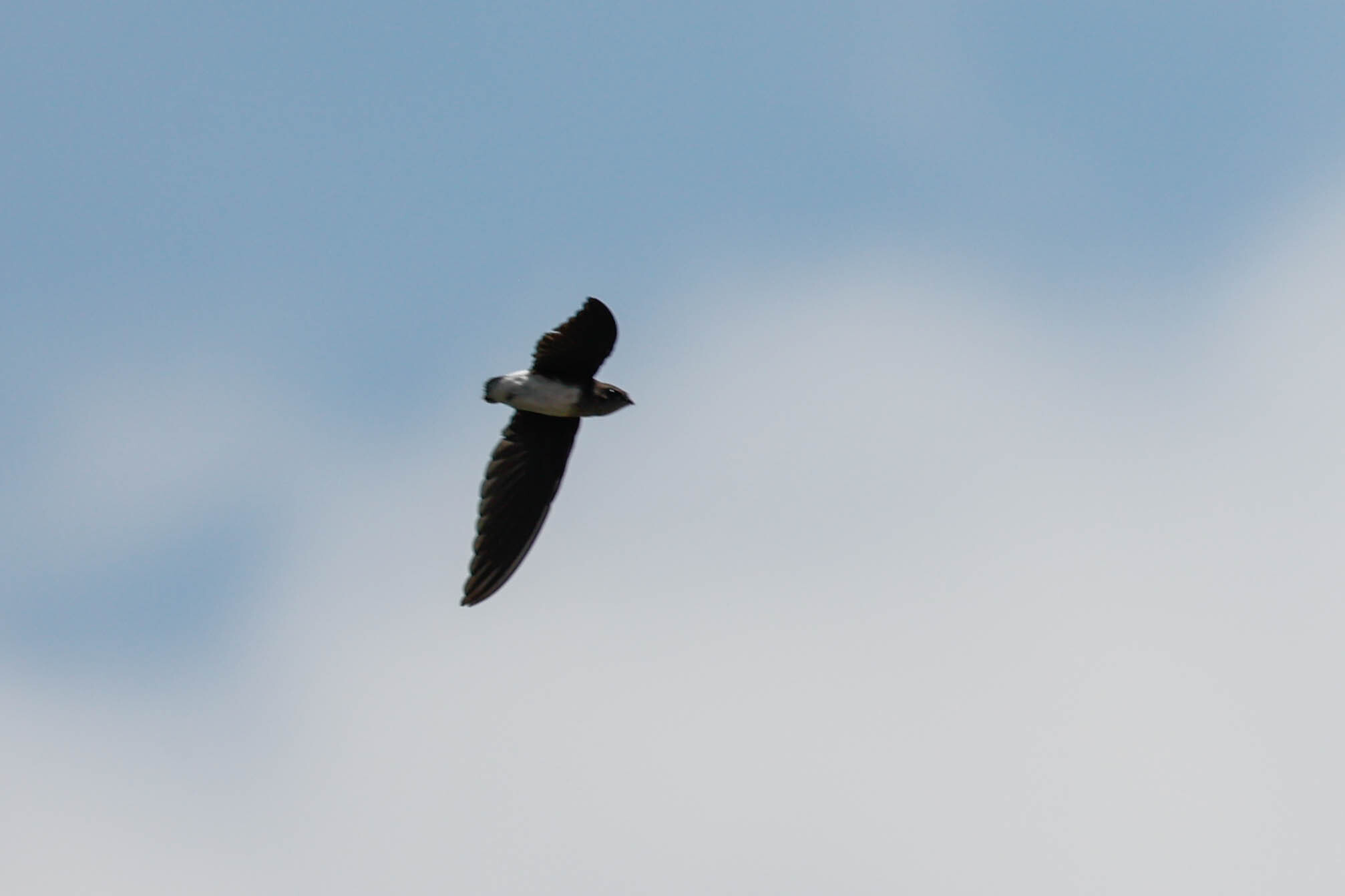 Böhm's Spinetail (Neafrapus boehmi), photo 4