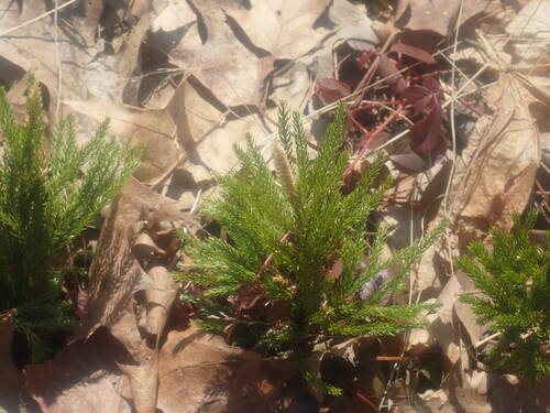 Image of Dendrolycopodium hickeyi by no rights reserved