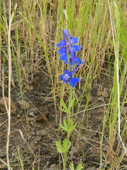 Delphinium depauperatum