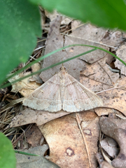 Renia flavipunctalis