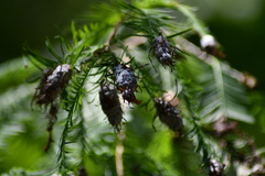 Taxodiomyia cupressiananassa image