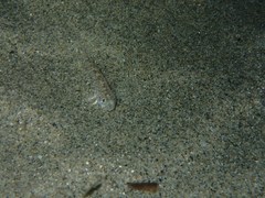 Pomatoschistus marmoratus