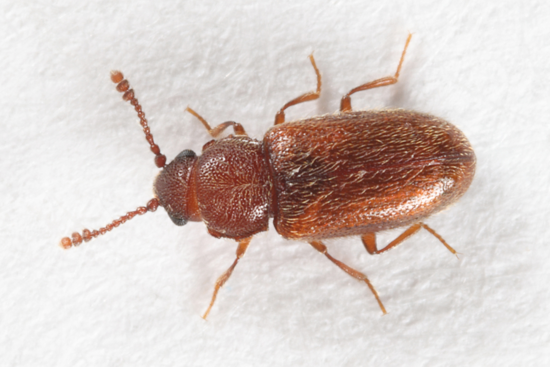 Cryptophagus dentatus
