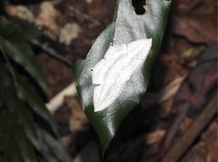 Acropteris ciniferaria