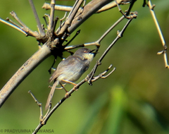 Prinia hodgsonii