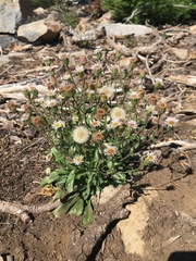 Erigeron nivalis
