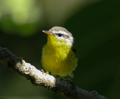 Phylloscopus xanthoschistos