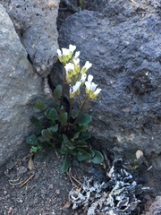 Cardamine bellidifolia