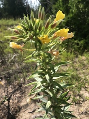 Oenothera oakesiana