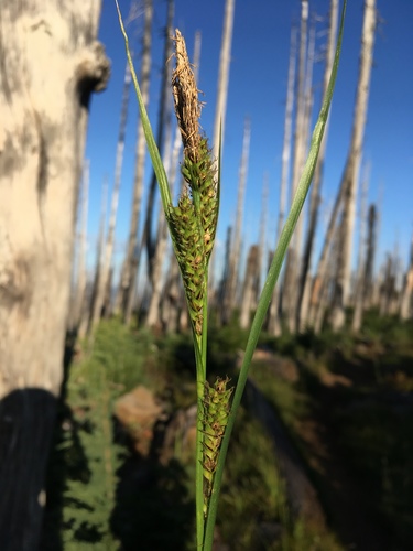 Hall's sedge (Carex halliana)