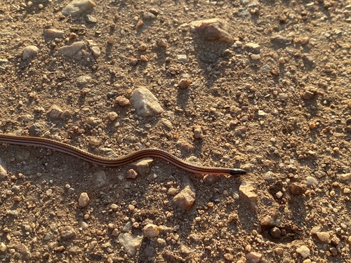 Photo of a Mato Grosso Burrowing Snake (intermedia) (Apostolepis intermedia)