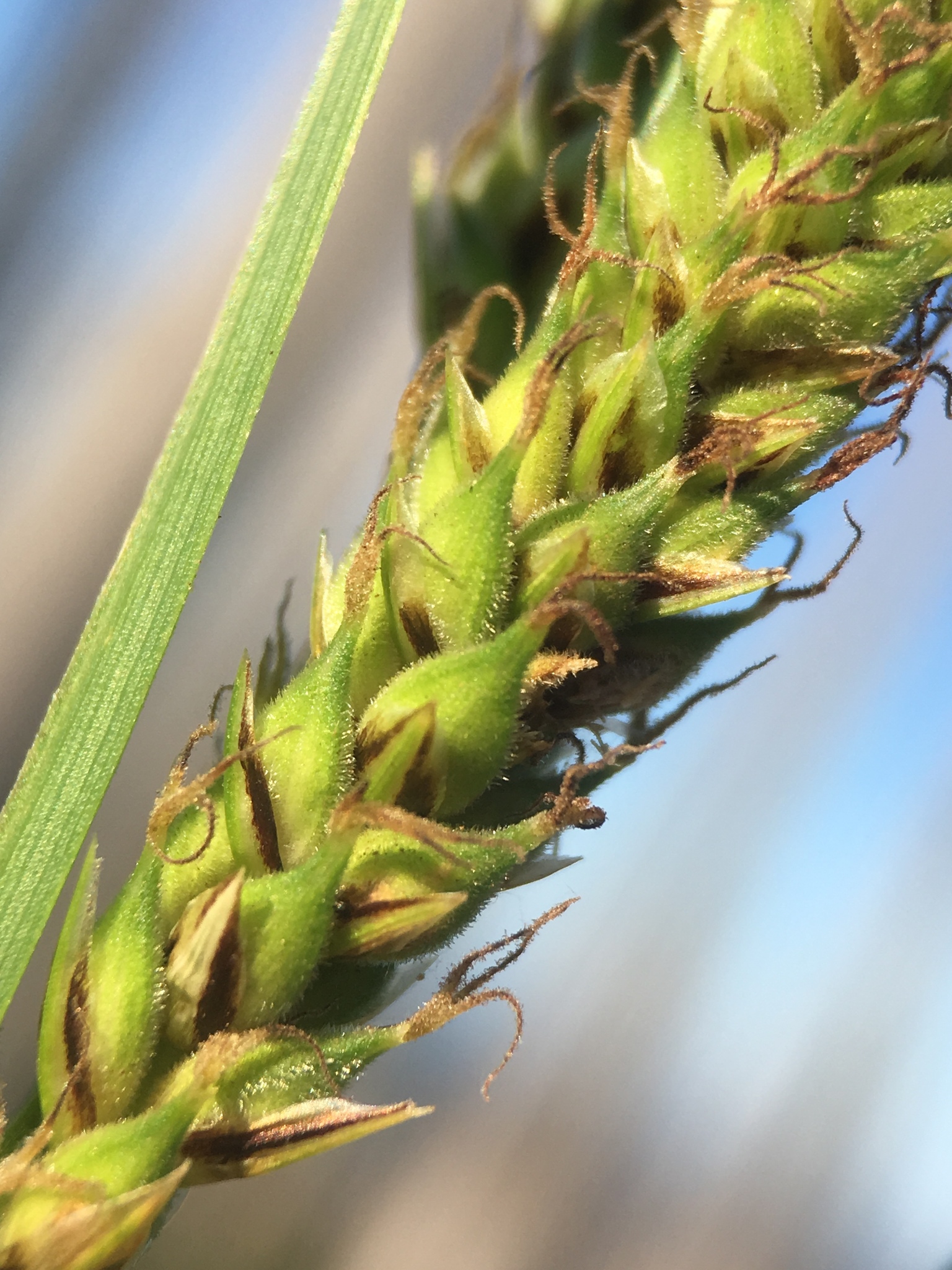 Carex halliana