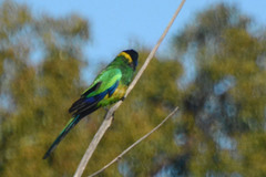 Barnardius zonarius semitorquatus
