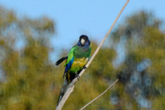 Barnardius zonarius semitorquatus