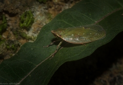 Anabunda murrayfletcheri