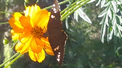 Apyrrothrix araxes