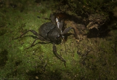 Onidistus araneus