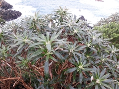 Macrolearia angustifolia