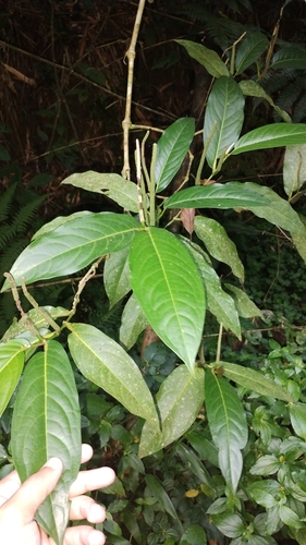 Foto de Pimenta-de-macaco