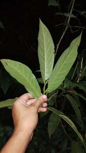 Foto de Pimenta-de-macaco