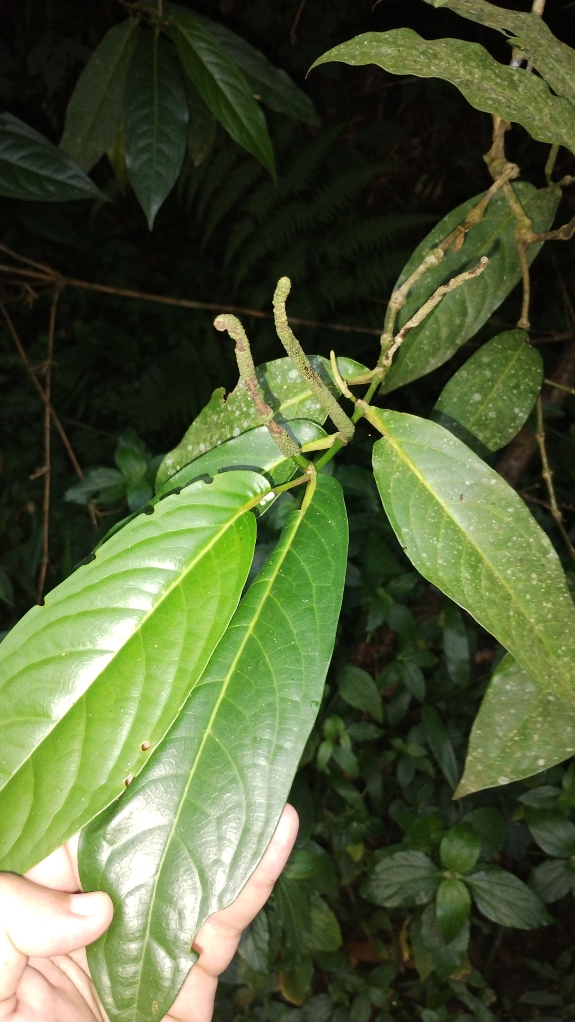 Imagem de Pimenta-de-macaco
