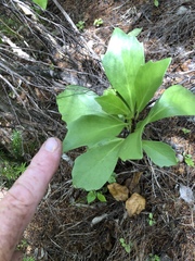 Brachyglottis kirkii