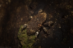 Poropterus bisignatus