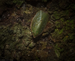 Anabunda murrayfletcheri