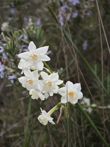 Image of Narcissus dubius by (c) Aubin NORMAND, some rights reserved (CC BY)