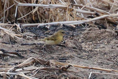 Kilombero Weaver (Ploceus burnieri), photo 2