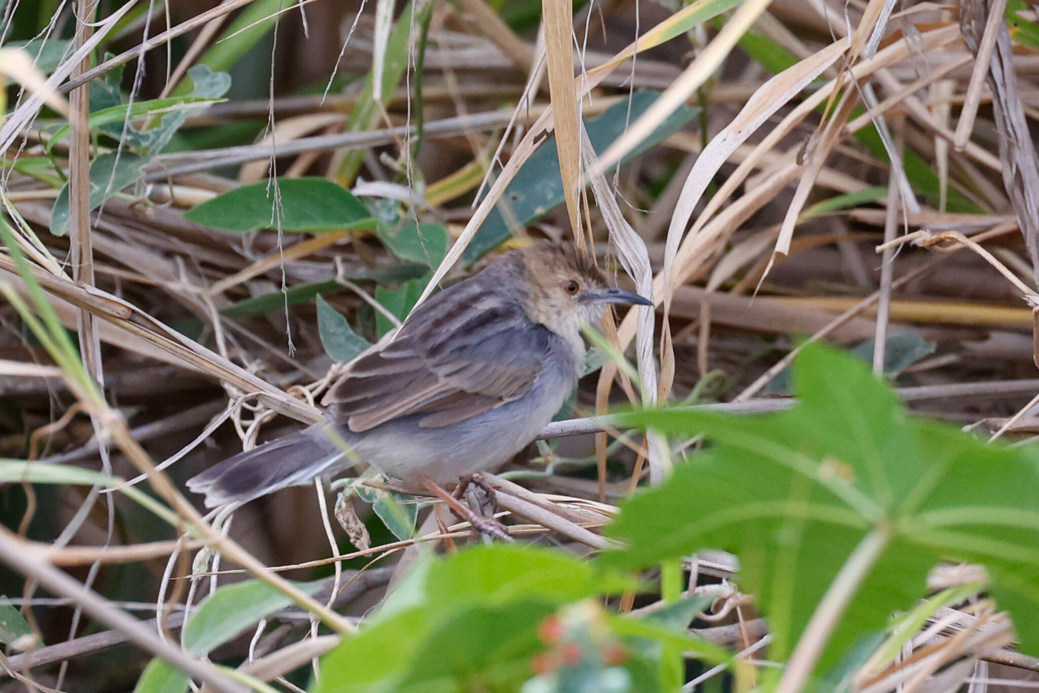 White-tailed Cisticola illustration