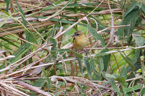Kilombero Weaver (Ploceus burnieri), photo 3