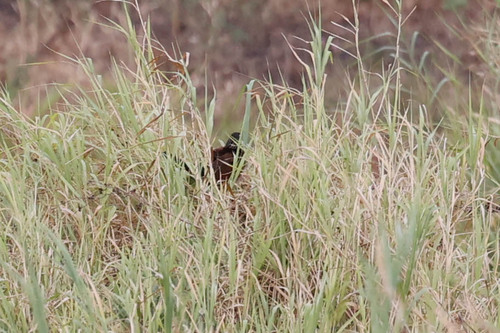 Black Coucal (Centropus grillii), photo 8