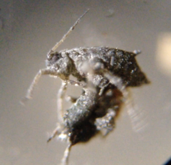 Aphis craccae