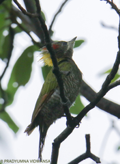 Picus chlorolophus